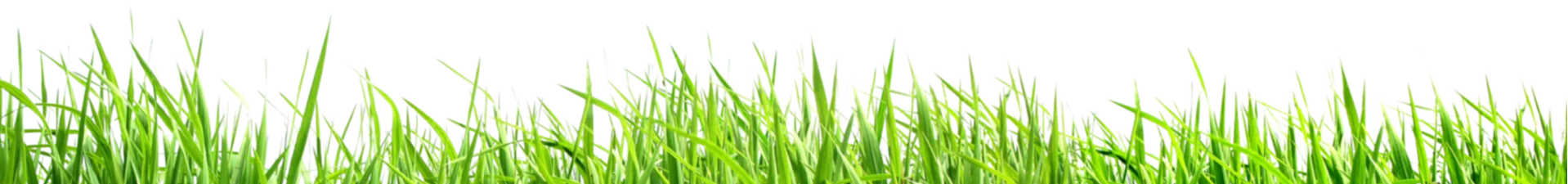 background-grass
